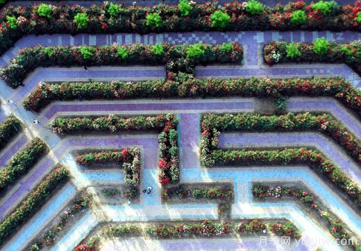 河北邢台柏乡：月季迷宫花开引游人(图2)