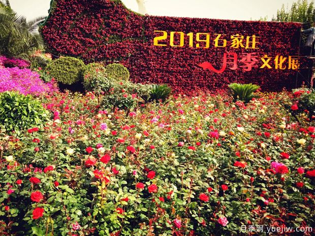 石家庄月季市花文化和月季景观(图1)