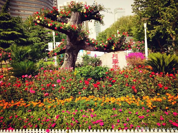 石家庄月季市花文化和月季景观(图6)