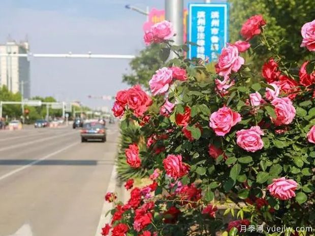 滨州月季市花文化和月季景观(图4)