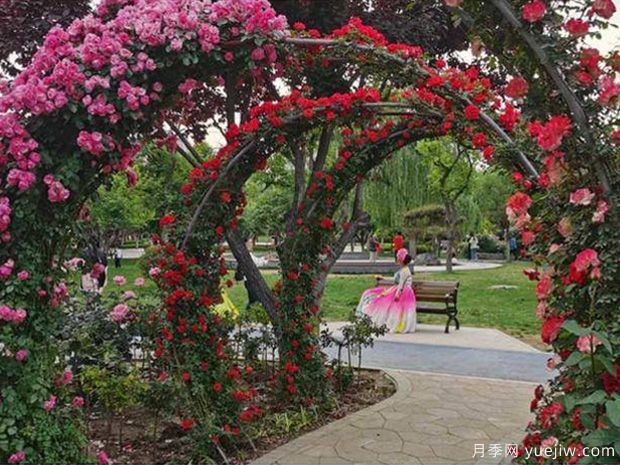 淄博月季市花文化和月季景观(图2)
