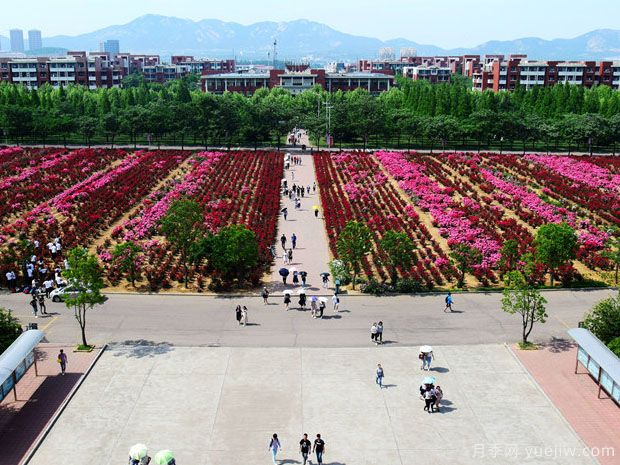 青岛月季市花文化和月季景观(图6)