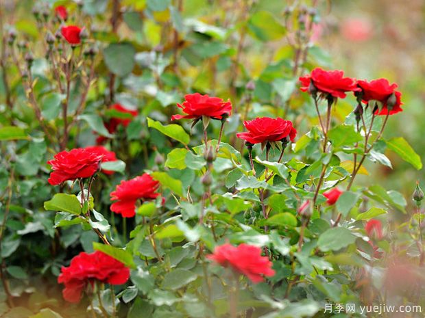青岛月季市花文化和月季景观(图5)