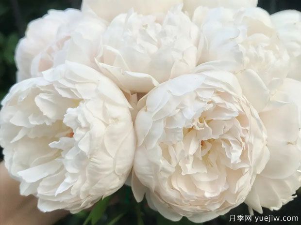 温彻斯特大教堂月季(图1)