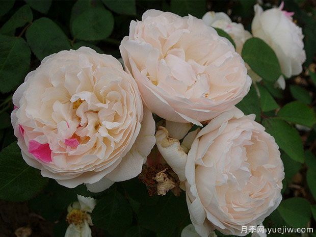 温彻斯特大教堂月季(图2)