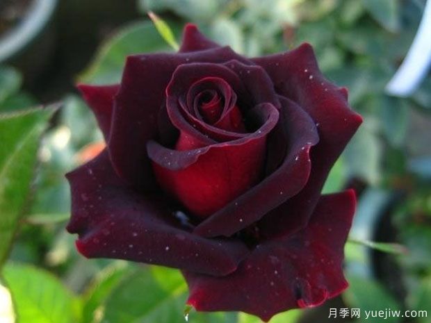 4个黑色月季品种，带有神秘色彩的黑色月季花(图2)