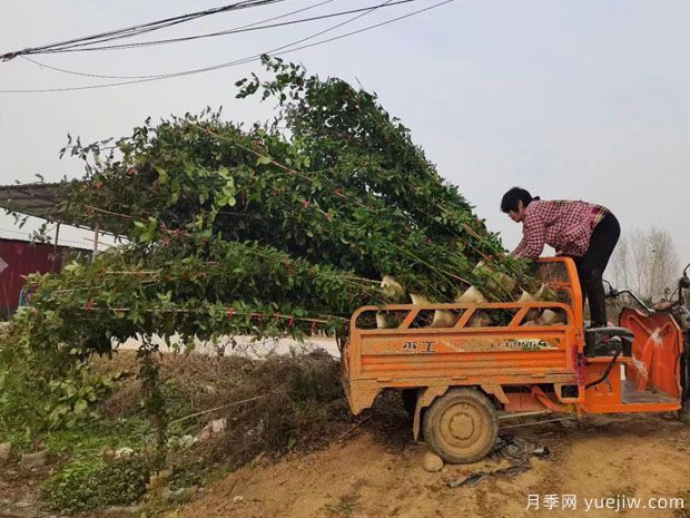 2米高藤本月季6000千棵装扮安徽花墙花篱(图1)