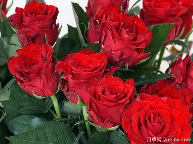 卡马拉月季(图1)