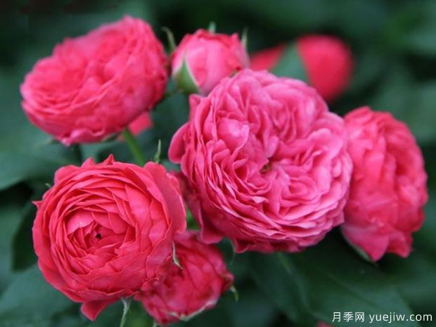 推荐6个值得入手的浓香大花月季品种(图3)