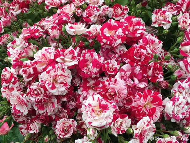 鸳鸯泡泡月季(图3)