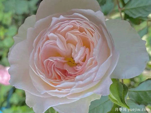 天使的翅膀月季(图1)