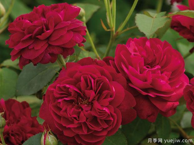 达西布塞尔月季(图1)