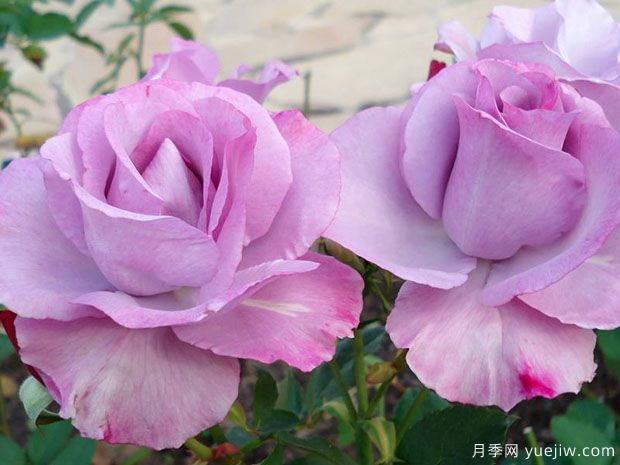 迪奥月季/迪奥精萃(图2)