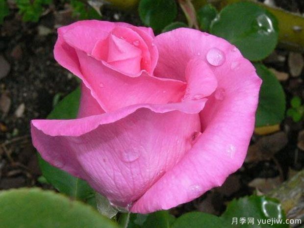 麦卡尼之花月季The McCartney(图4)