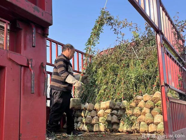 1200棵高藤本月季美化开封立体景观(图1)