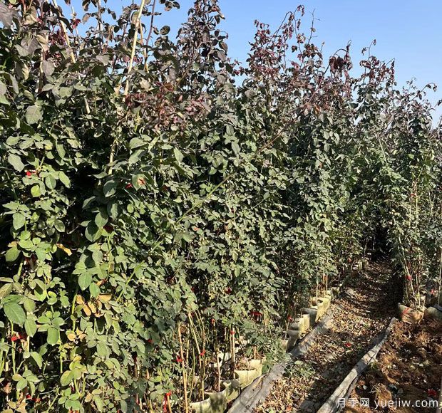 1200棵高藤本月季美化开封立体景观(图3)