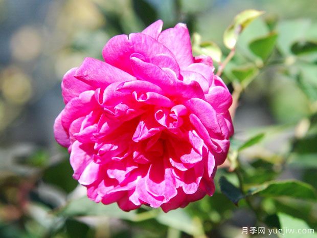 湖中月月季/坎特夫人月季(图2)