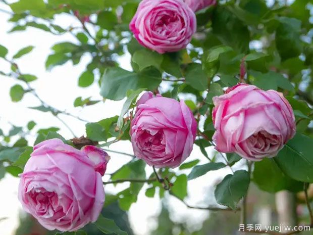 湖中月月季/坎特夫人月季(图3)