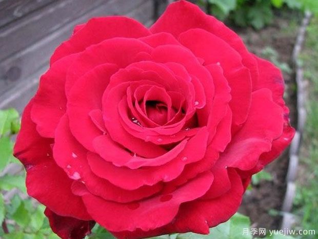 维克多雨果月季(图1)