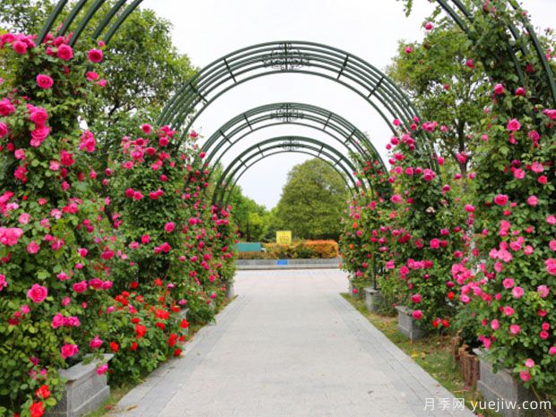 宿州月季市花文化和月季景观(图3)