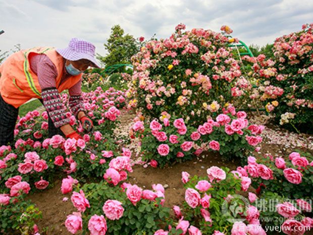 宿州月季市花文化和月季景观(图4)