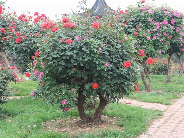 绿化苗木移植准备工作、标准流程和养护管理(图1)