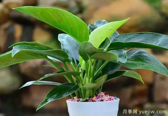 ​大叶金钻冬天的养护办法和注意事项(图1)