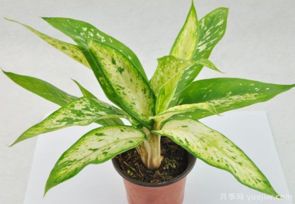 万年青的常见品种和养殖办法(图1)