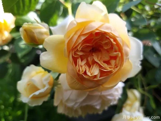 带给我阳光月季/给我日光月季(图2)