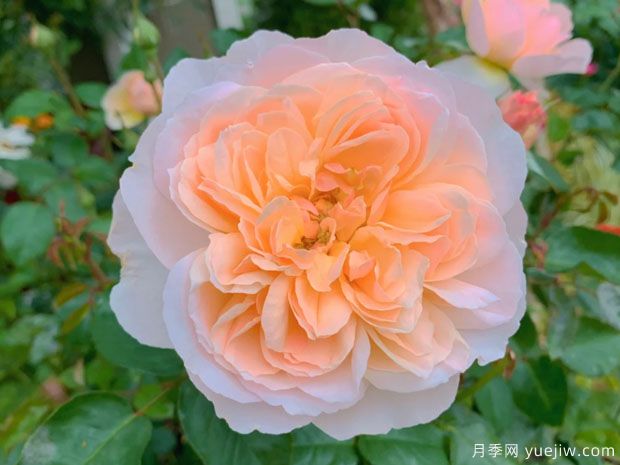 巴黎月光月季，颜值与香味并存的网红(图2)