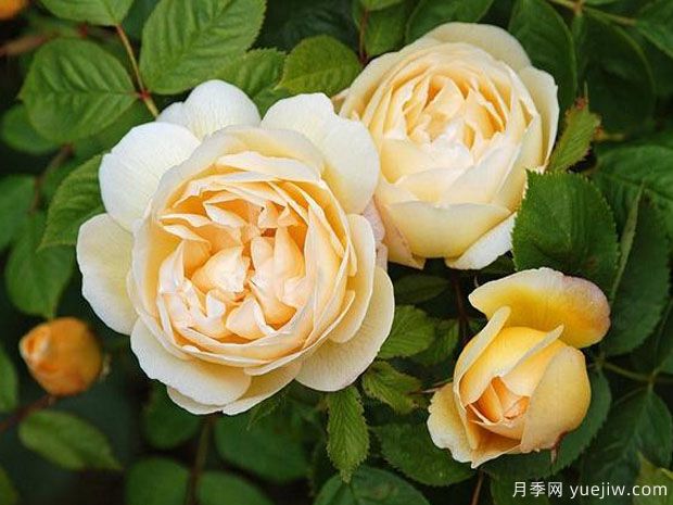 乔伊斯巴登月季/澳洲热情(图1)