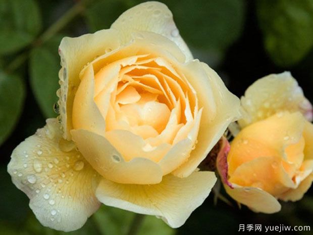 乔伊斯巴登月季/澳洲热情(图2)