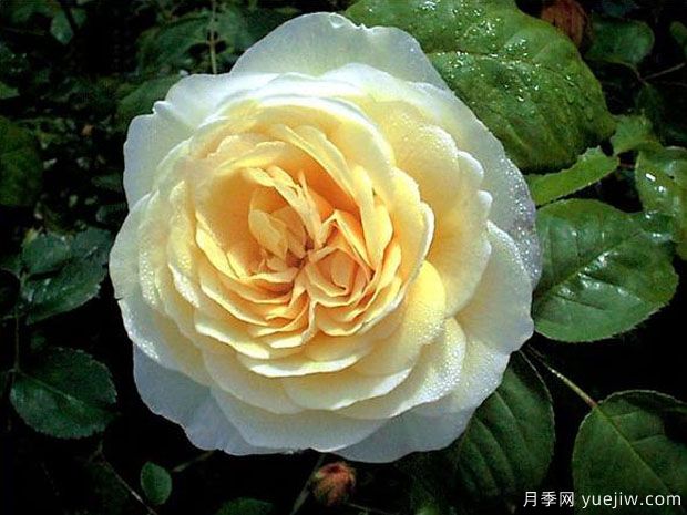 乔伊斯巴登月季/澳洲热情(图3)