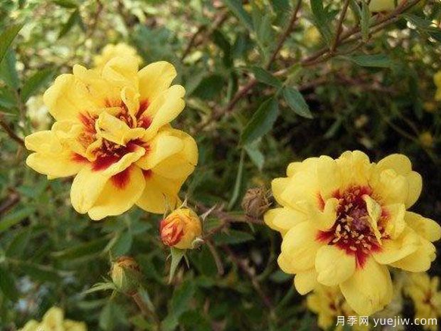 底格里斯河月季(图3)