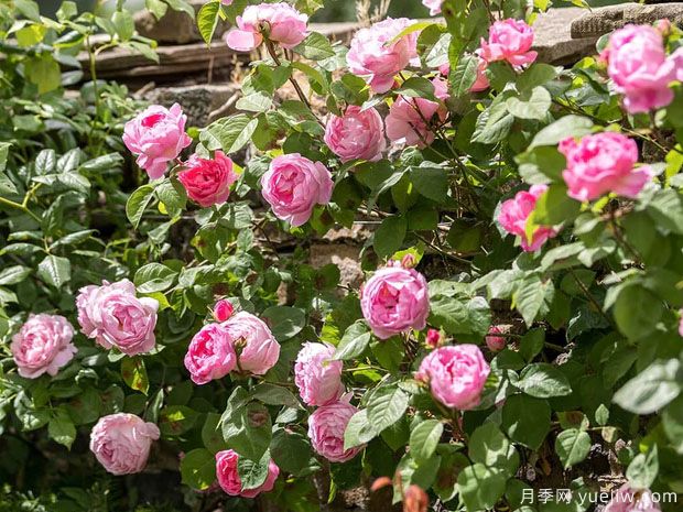 风采连连看月季/康斯坦斯普赖月季Constance Spry(图3)