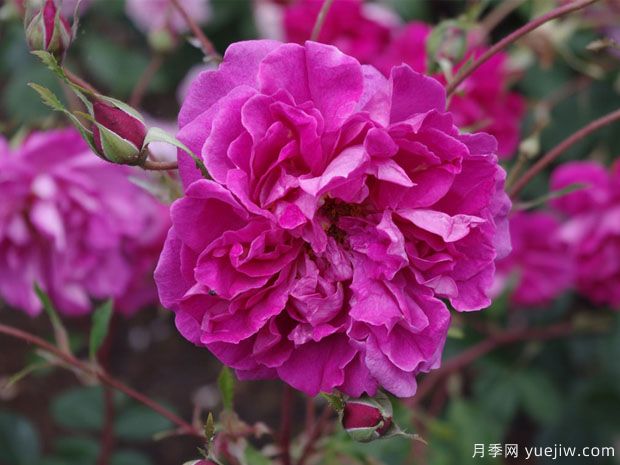 汤姆奥桑特月季/塔姆奧沙特月季(图2)