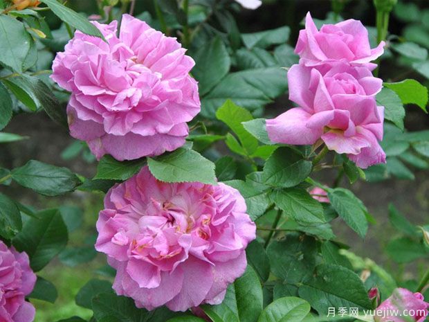 特雷弗格里菲斯月季(图1)