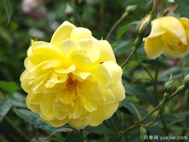 布莱斯之魂月季(图1)