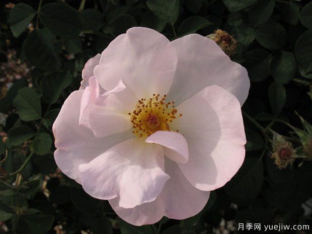 什罗普少女月季(图1)