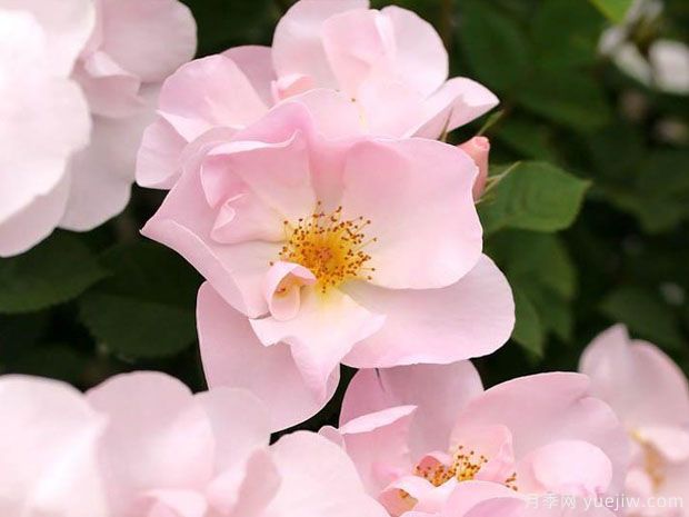 什罗普少女月季(图2)