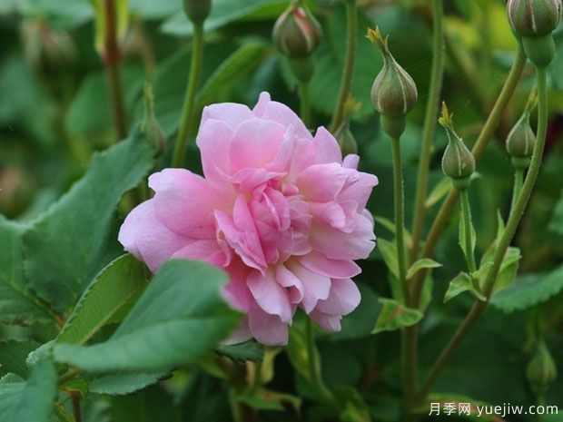 奎克莉夫人月季(图1)