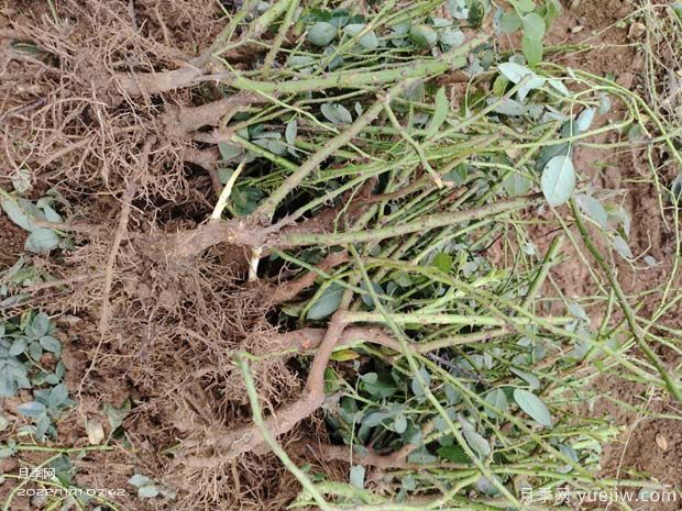 裸根月季与盆栽月季的区别？裸根月季苗的种植方法(图2)