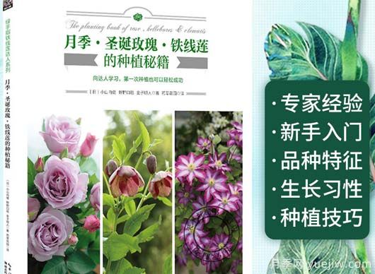 月季图书：小山内健《月季·圣诞玫瑰·铁线莲的种植秘籍 》(图1)