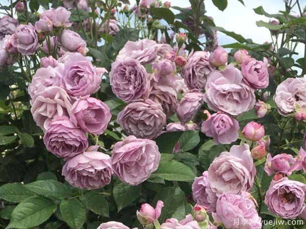 20款蓝紫色月季品种，美爆你的朋友圈(图3)