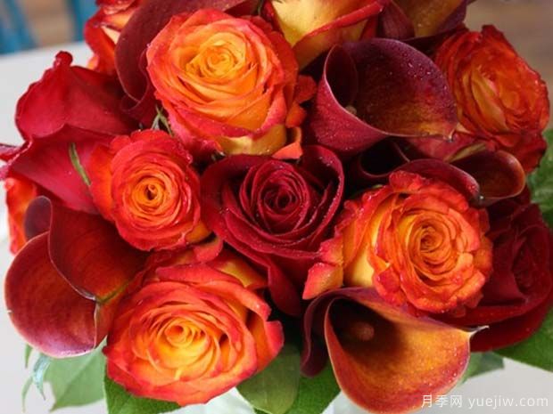 皇家花环月季/皇家马戏团月季(图1)