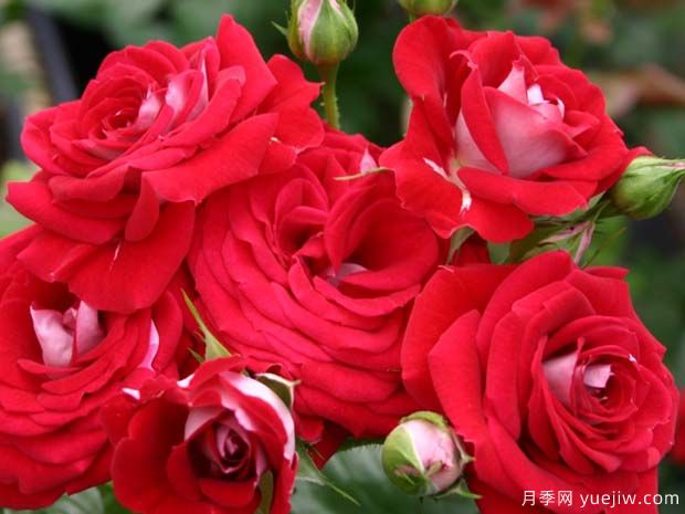 双色花环月季(图1)