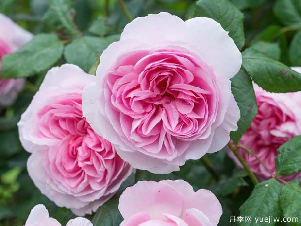 古代水手月季的优缺点是什么？(图1)