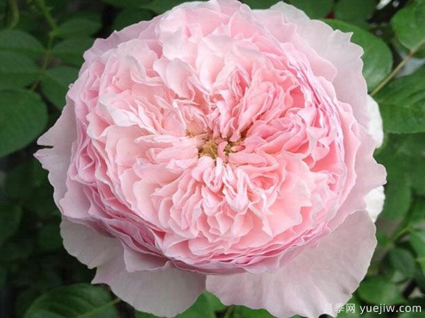 谢莉尔月季/谢丽尔月季(图1)