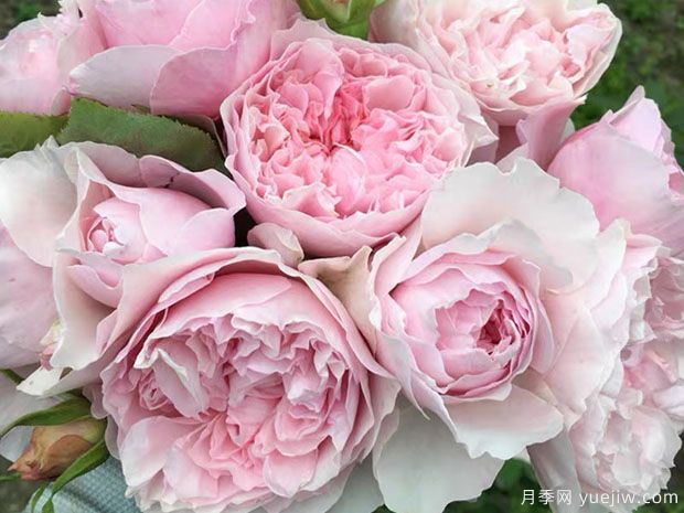 谢莉尔月季/谢丽尔月季(图2)