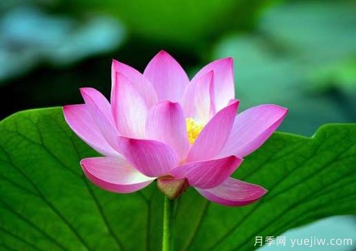 常见水生植物有哪些？35种汇集(图1)